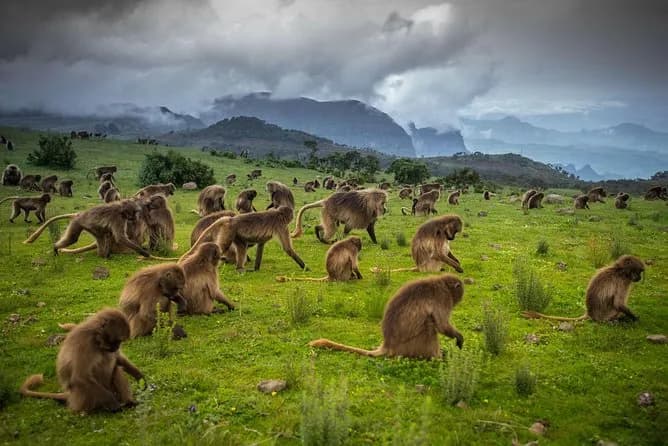 Bale Mountains National Park: photo 5