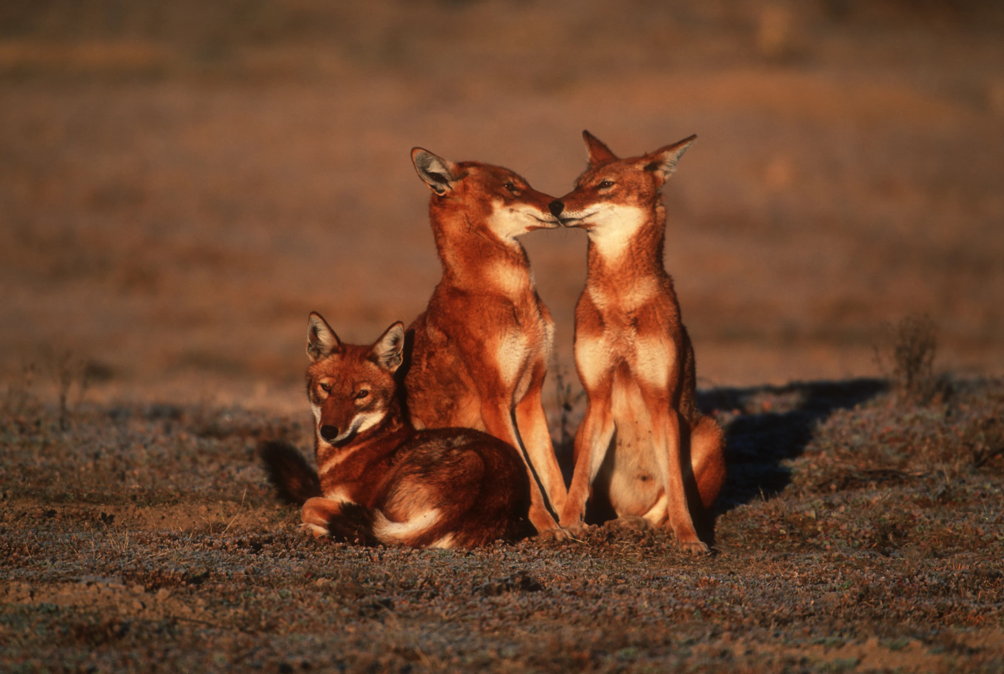 Bale Mountains National Park: photo 3