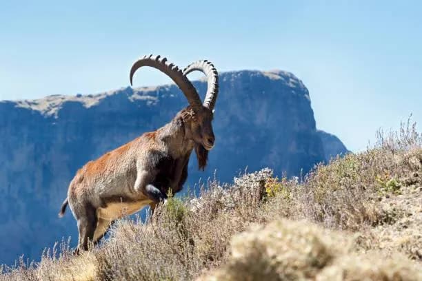Simien Mountains Trekking: photo 3