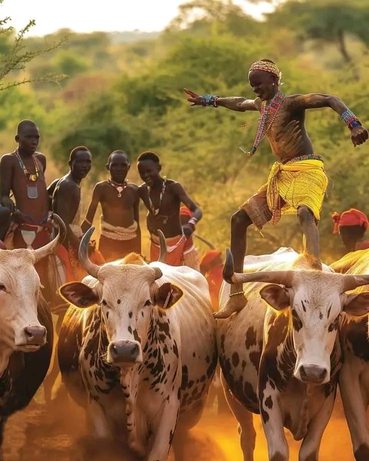 The Hamar Bull Jumping Ceremony: A Powerful Rite of Passage in Ethiopia’s Omo Valley By Solomon Kidane | Omo Valley Tour Ethiopia