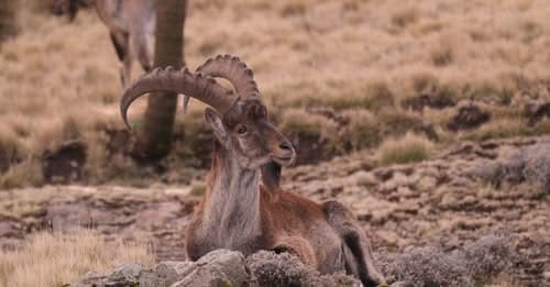 Walia Ibex